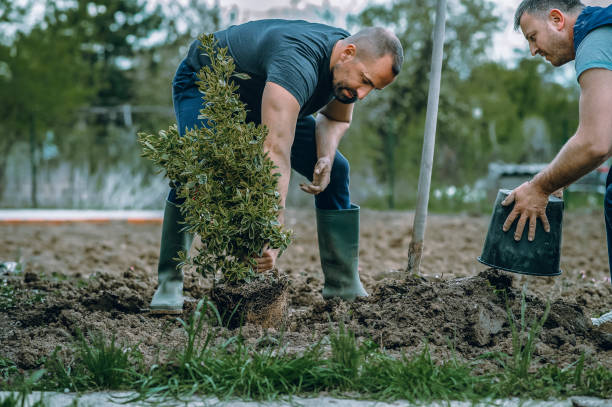 Best Fruit Tree Pruning  in Lewisburg, WV