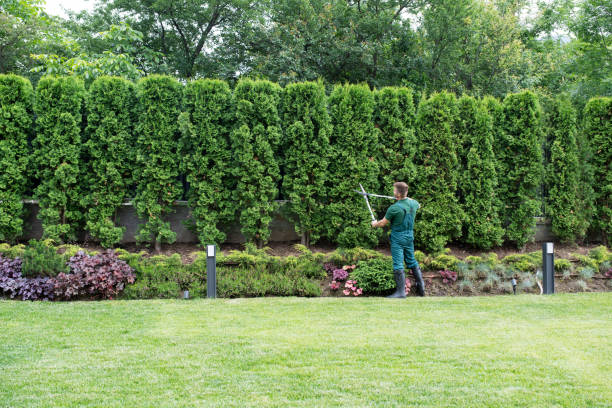 Best Sod Installation  in Lewisburg, WV